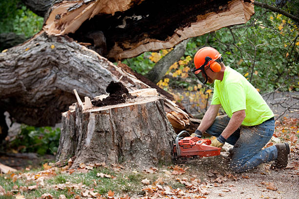 How Our Tree Care Process Works  in  North Catasauqua, PA